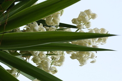 Yucca aloifolia